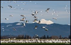 Skagit Birding (64)