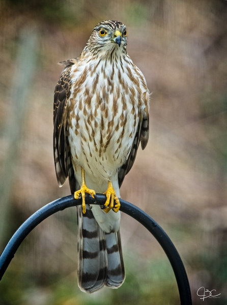 Sharp Shinned Hawk1.jpg