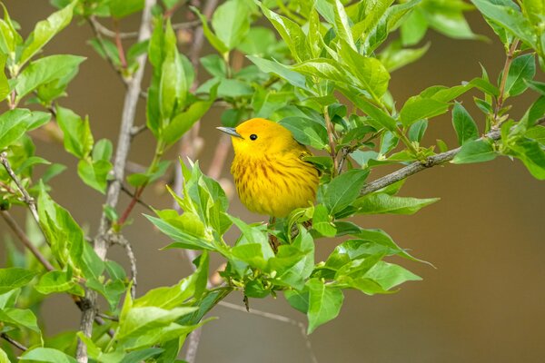 _DSC4666 Yellow Warbler.jpeg